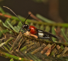 Trilaccus mimeticus