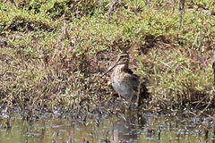 Gallinago hardwickii
