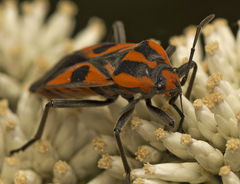 Spilostethus pacificus