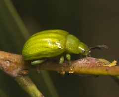 Calomela pallida