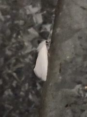 Tipanaea