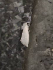 Tipanaea