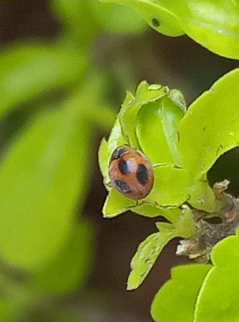 Pseudaspidimerus trinotatus