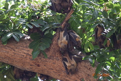 Eidolon helvum