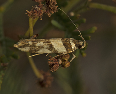 Macrobathra desmotoma