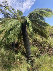 Cyathea dregei