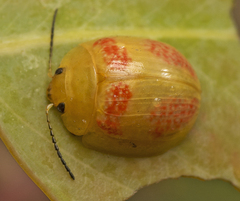 Paropsisterna fastidiosa