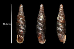 Macrogastra plicatula