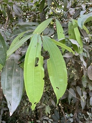 Cinnamomum malabatrum