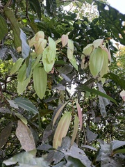 Cinnamomum malabatrum