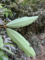 Cinnamomum malabatrum