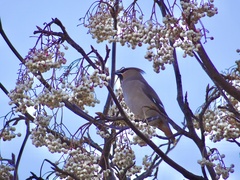 Bombycilla garrulus