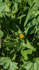 Calendula arvensis