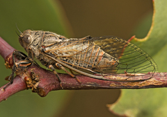 Atrapsalta furcilla