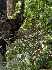 Medinilla anamalaiana