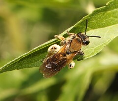 Andrena curvungula