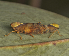 Brunotartessus fulvus