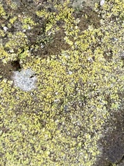 Flavoplaca