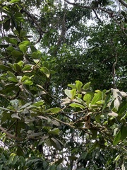 Elaeocarpus tuberculatus