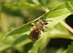 Andrena curvungula