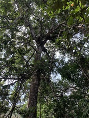 Elaeocarpus tuberculatus