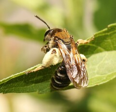 Andrena curvungula