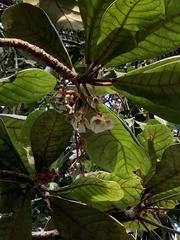 Elaeocarpus tuberculatus