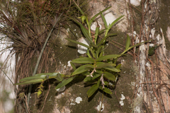 Epidendrum rigidum
