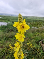 Verbascum densiflorum