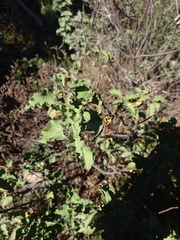 Cistus populifolius