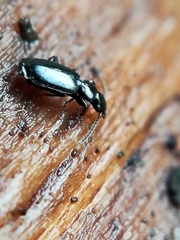 Microlestes