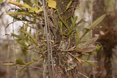 Epidendrum rigidum