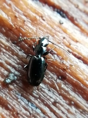 Microlestes