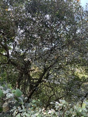 Ficus exasperata
