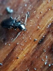 Microlestes