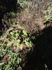 Cistus populifolius