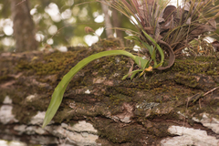 Prosthechea cochleata