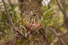Epidendrum rigidum