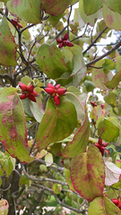Cornus florida