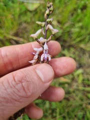 Disa aconitoides
