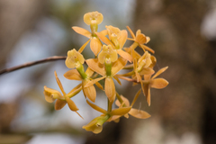 Epidendrum amphistomum