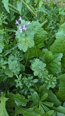 Lamium amplexicaule