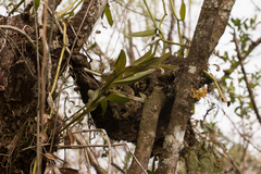 Epidendrum amphistomum