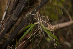 Ionopsis utricularioides