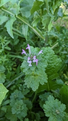 Lamium amplexicaule