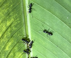 Camponotus