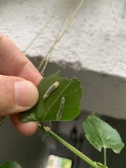 Symphyta