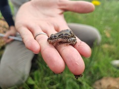 Kassina senegalensis