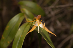 Epidendrum nocturnum