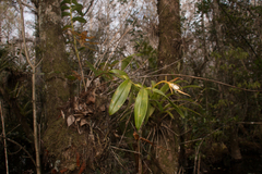 Epidendrum nocturnum